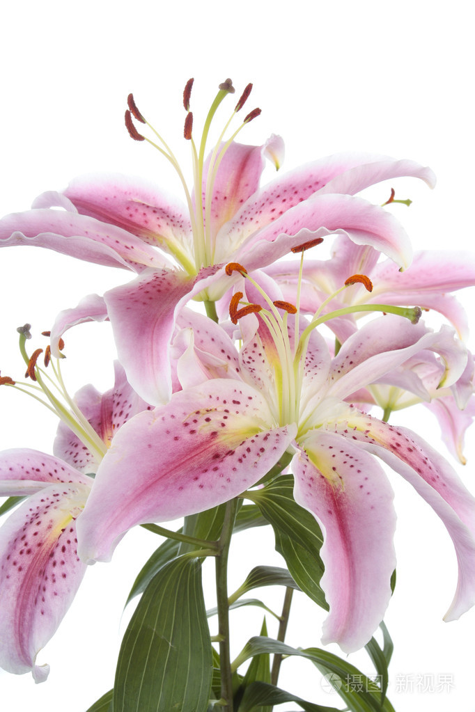 粉色百合花在白色背景