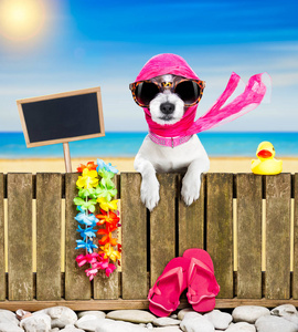 海滩上放暑假假期的狗