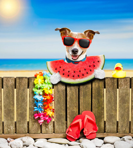 海滩上放暑假假期的狗