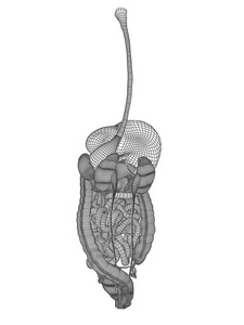 人类女性 3d 线框网格消化系统