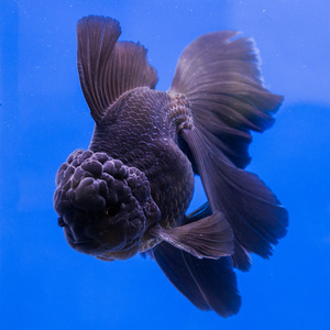 在水族馆有绿色的植物金鱼