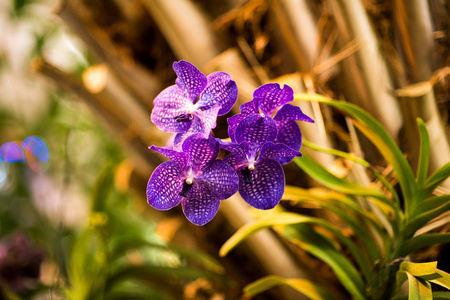 紫色中联 hybryd 兰花花反对在热带背景