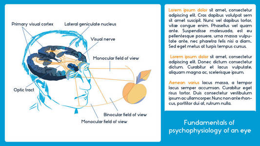 图表计划。眼睛心理生理学的基本原理。双眼和单眼视野