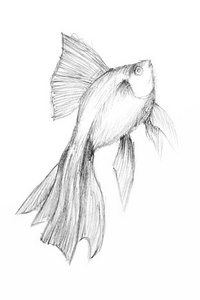 原始的铅笔画的鱼