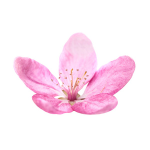 粉红色的花从孤立的白色背景上的樱花树。宏关闭了工作室拍摄
