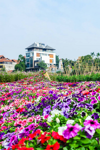 在河内在花园里的花