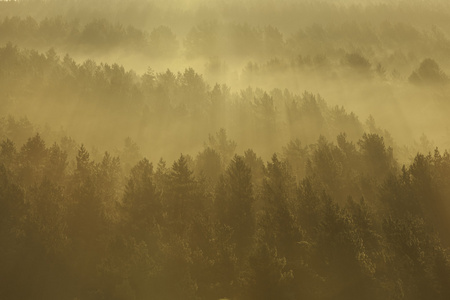 雾气弥漫的森林，在白俄罗斯