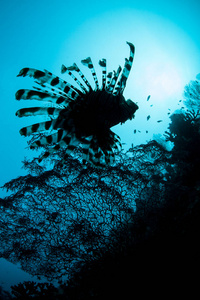 条狮子鱼, Pterois volitans, 在 Ampat 的美丽珊瑚礁上捕猎小鱼。由于海洋生物多样性, 这个热带地区被称为