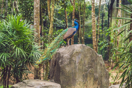 热带公园里有折叠尾巴的孔雀