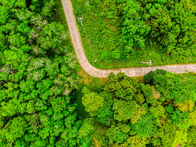 森林中的树木与道路的鸟瞰图