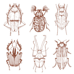 好的矢量手绘制的甲虫