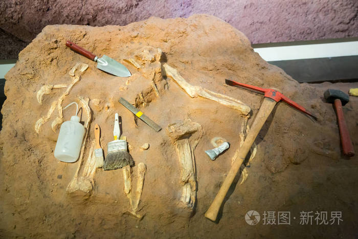 部分的骨架和考古工具