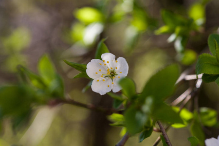 美丽的白色樱花在春天中的自然背景上