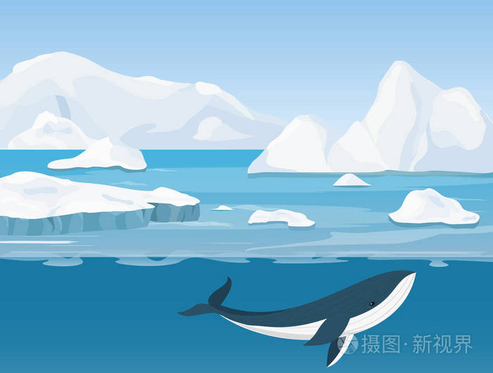 海洋和水下世界的冰山与鲸鱼在平面卡通风格