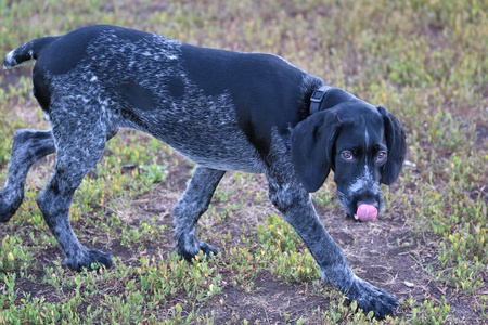 狩猎的犬种德国 Wirehaired 指针