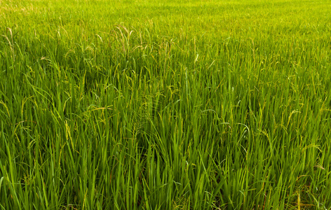 泰国稻田向左倾斜