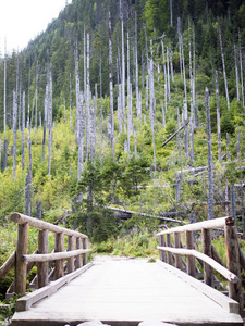 桥梁在山区河流。散步，徒步旅行的小道。在山的路径