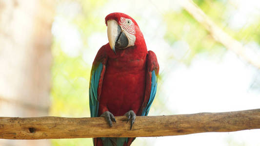 前视图的金刚鹦鹉在厄瓜多尔的亚马逊流域的树枝上。共同的名字 Guacamayo 或帕帕加约。学名 Ara chloropte