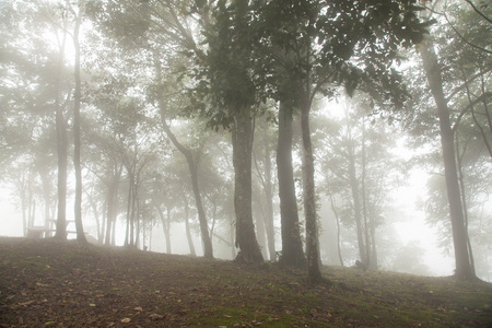 雾覆盖树