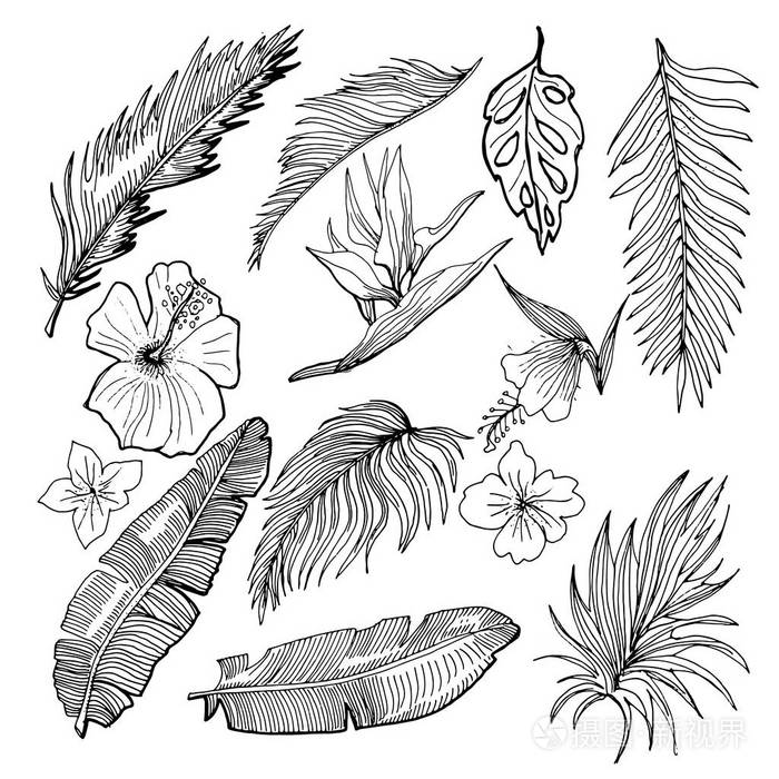 手绘矢量热带集.香蕉和棕榈叶和 tropi