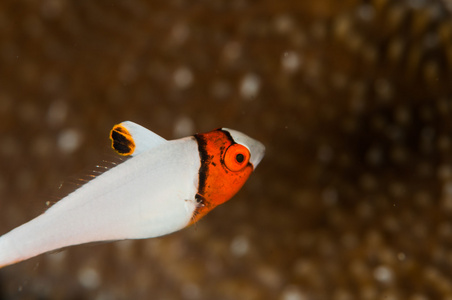 水肺潜水雷贝印度尼西亚双色鹦鹉鱼