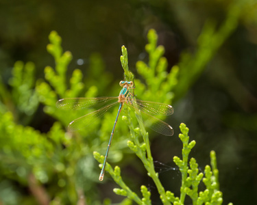 移民 Spreadwing