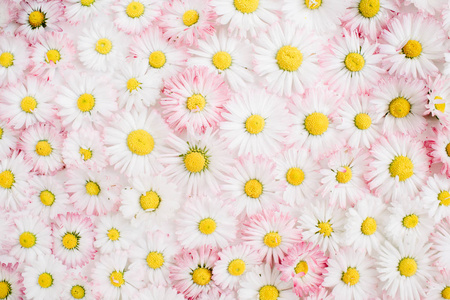 花卉图案的白色和粉红色的洋甘菊雏菊花