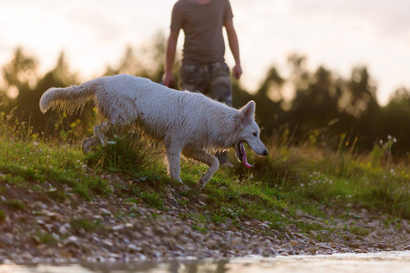 在一个湖的边界白色德国牧羊犬的人