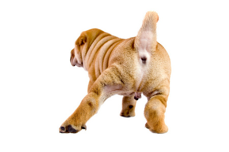 shar pei 宝贝狗