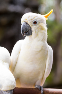 含硫量凤头鹦鹉，cacatua 不栖息在树枝上
