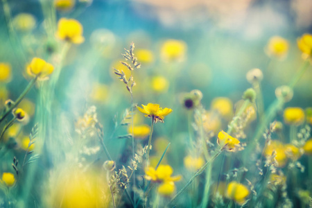 黄色的花朵在草地上