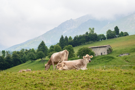 在山上吃草的母牛