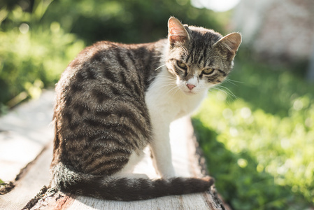 户外的猫