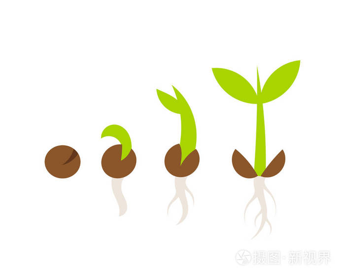 植物种子萌发阶段