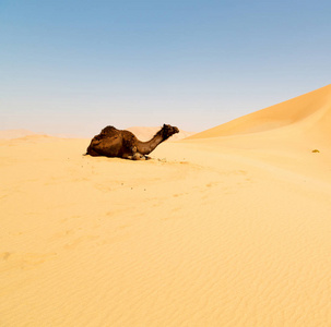 在阿曼空旷的沙漠附近天空免费骆驼