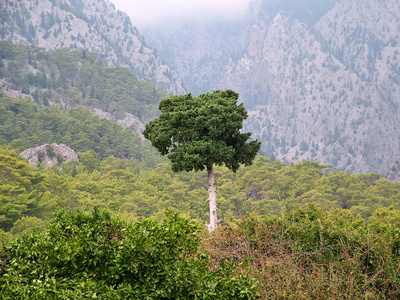 孤独的树，背景为金牛山