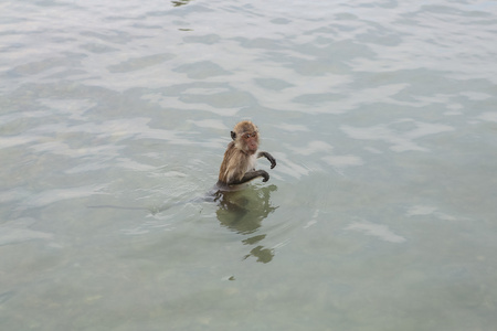 游泳食蟹猕猴