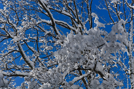 装满雪的一棵树