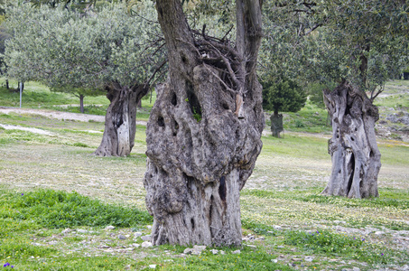 古橄榄树干希腊罗得