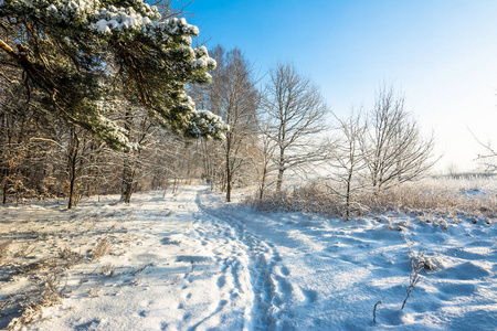 森林里有雪的冬天风景