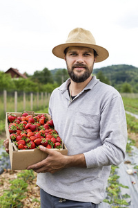 年轻的农夫，在草莓田间持纸板箱全无线