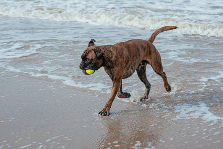 在海岸的快乐有趣的狗