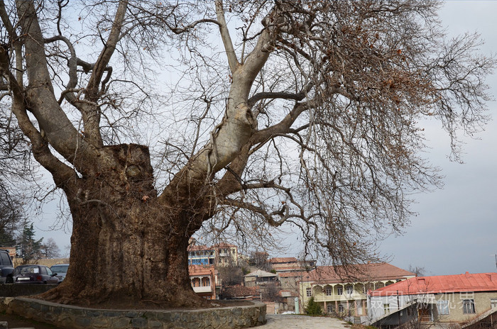 泰拉维市有800岁的梧桐树,是世界上最古老的树