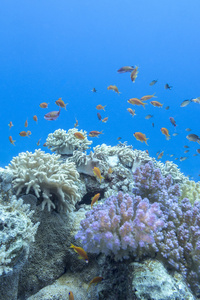 珊瑚礁鱼类 scalefin 小鱼群，水下浅滩