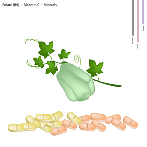 佛手瓜与维生素 b9 和维生素 c 的水果