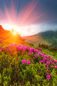 美丽的日落山春。山，覆盖着开花 rododendrons 的视图