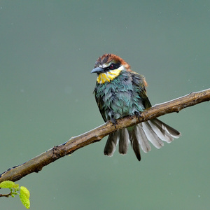 欧洲的食蜂鸟 merops apiaster 在自然栖息地