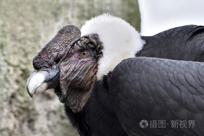 安第斯秃鹫(秃鹫)