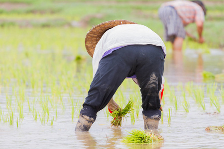 亚洲女性农民工作稻稻田图片