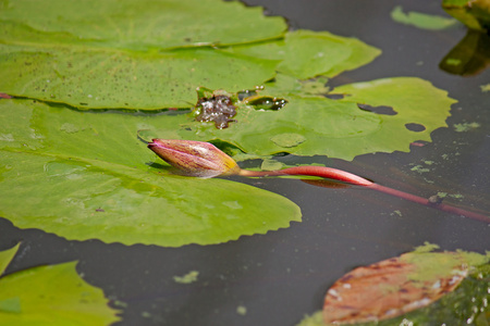 水中百合芽